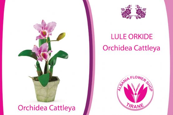 Lule Orchidea Cattleya orchids nga Kosta Rika Argjentinë nga Albania Flower Shop Tiranë